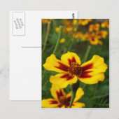 Briefkaart Marigold Flowers (Voorkant / Achterkant)