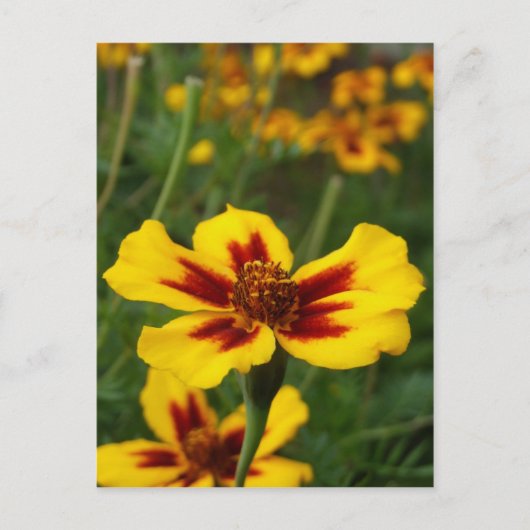 Briefkaart Marigold Flowers (Voorkant)