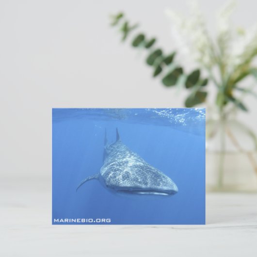 Briefkaart MarineBio (Staand voorkant)