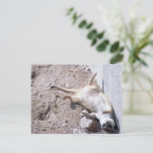 Briefkaart Meerkat (004) (Staand voorkant)