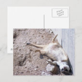 Briefkaart Meerkat (004) (Voorkant / Achterkant)