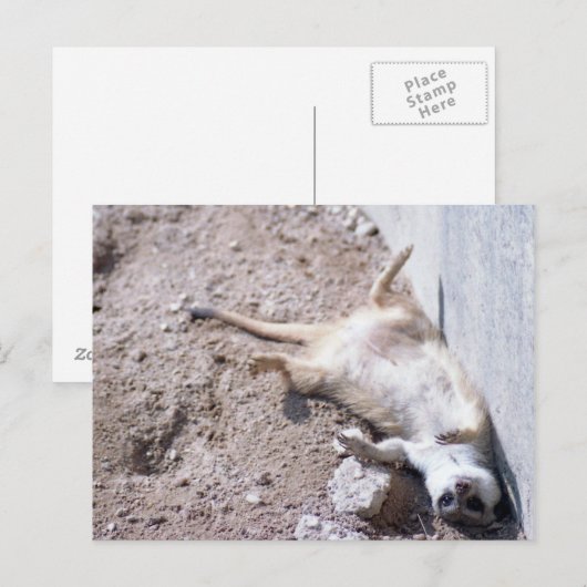 Briefkaart Meerkat (004) (Voorkant / Achterkant)