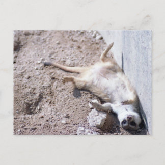 Briefkaart Meerkat (004)