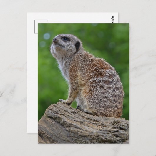 Briefkaart Meerkat Bokeh (Voorkant / Achterkant)