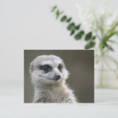 Briefkaart: Meerkat Briefkaart (Staand voorkant)