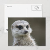 Briefkaart: Meerkat Briefkaart (Voorkant / Achterkant)