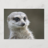 Briefkaart: Meerkat Briefkaart (Voorkant)