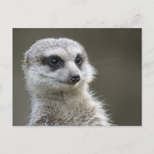Briefkaart: Meerkat Briefkaart (Voorkant)