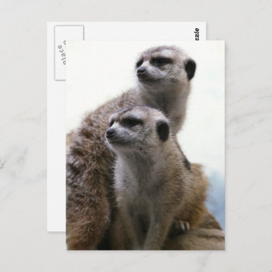 Briefkaart Meerkat Pair (Voorkant / Achterkant)