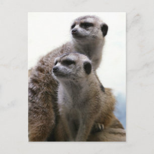 Briefkaart Meerkat Pair
