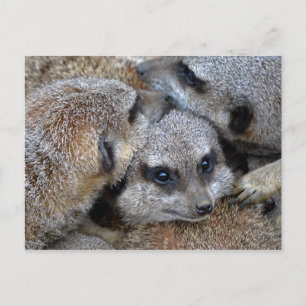 Briefkaart Meerkat Pile