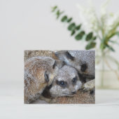 Briefkaart Meerkat Pile (Staand voorkant)