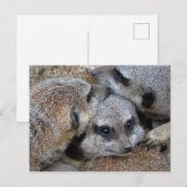 Briefkaart Meerkat Pile (Voorkant / Achterkant)