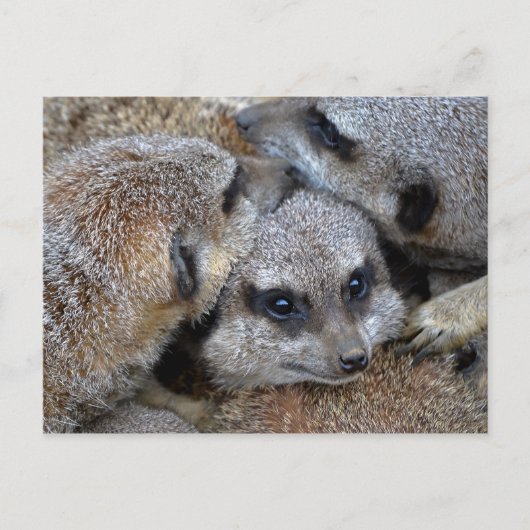 Briefkaart Meerkat Pile (Voorkant)