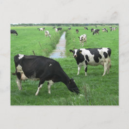 Briefkaart melkkoeien