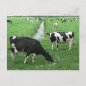 Briefkaart melkkoeien (Voorkant)