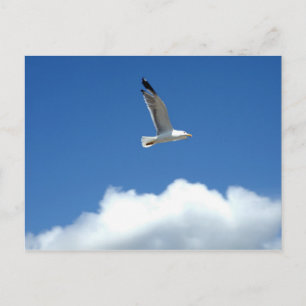 Briefkaart met alleen vliegen