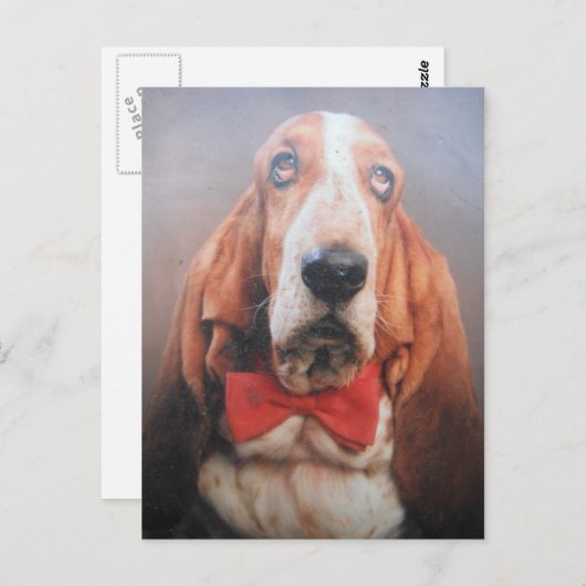 Briefkaart met Basset Hond in Stropdas (Voorkant / Achterkant)