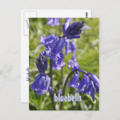 Briefkaart met blauwe klokbloemen (Voorkant / Achterkant)