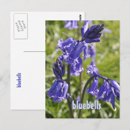 Briefkaart met blauwe klokbloemen (Voorkant / Achterkant)