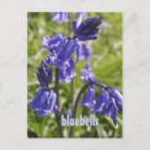 Briefkaart met blauwe klokbloemen (Voorkant)