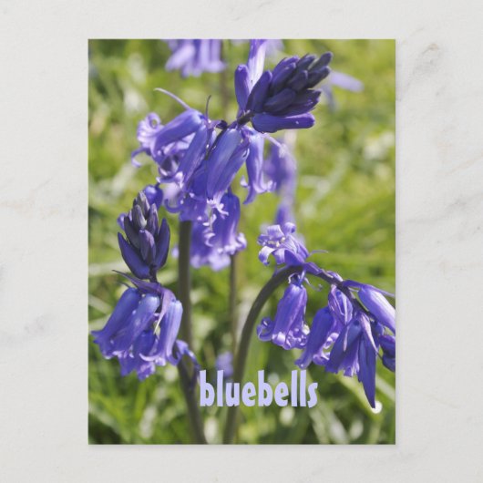 Briefkaart met blauwe klokbloemen (Voorkant)