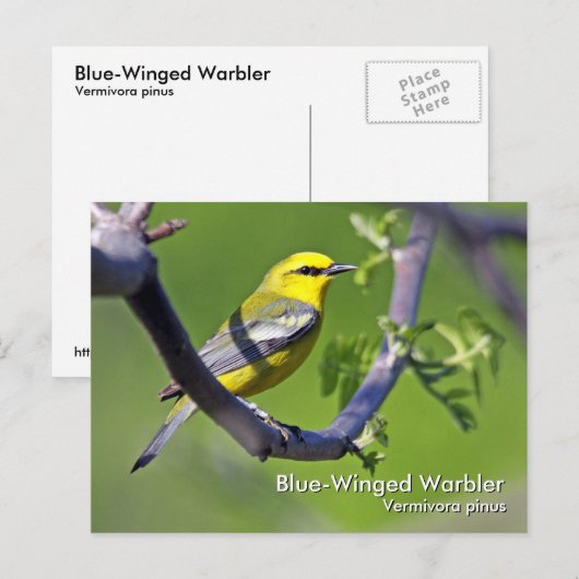 Briefkaart met blauwe vleugel (Voorkant / Achterkant)