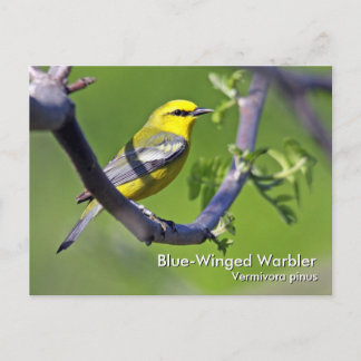 Briefkaart met blauwe vleugel