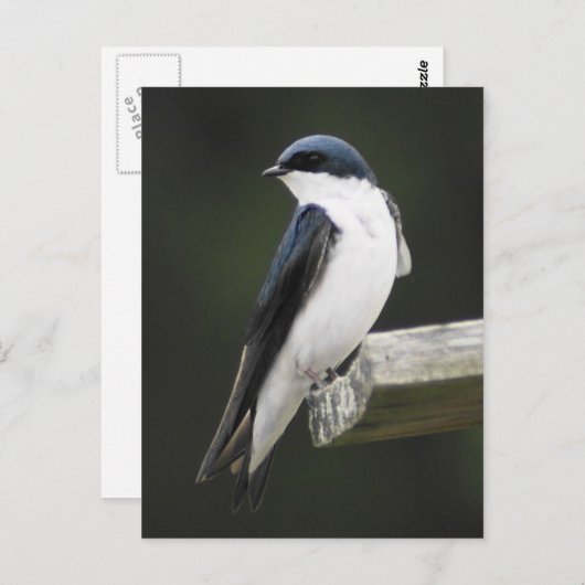 Briefkaart met boomschotel (Voorkant / Achterkant)