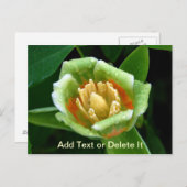 Briefkaart met boomtulpen (Voorkant / Achterkant)