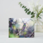 Briefkaart met buff-buik (Staand voorkant)