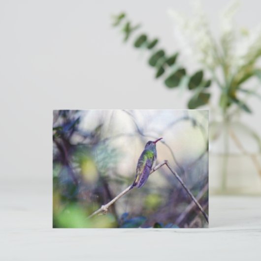 Briefkaart met buff-buik (Staand voorkant)