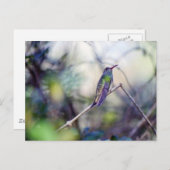 Briefkaart met buff-buik (Voorkant / Achterkant)