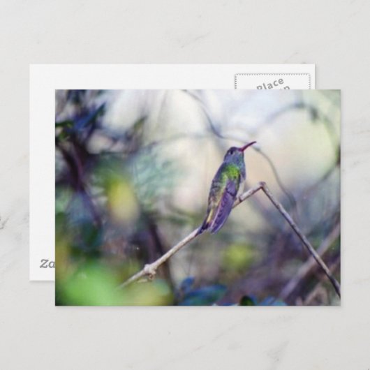 Briefkaart met buff-buik (Voorkant / Achterkant)