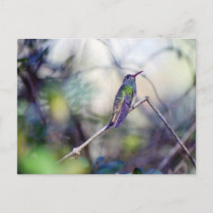 Briefkaart met buff-buik