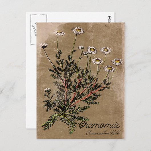 Briefkaart met chamomile-ventilator (Voorkant / Achterkant)