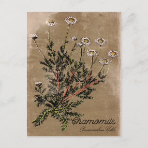  Briefkaart met chamomile-ventilator
