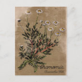 Briefkaart met chamomile-ventilator (Voorkant)