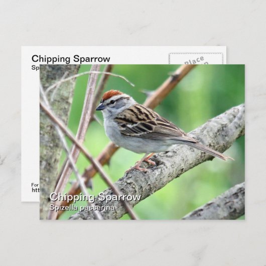 Briefkaart met chipruggengraat (Voorkant / Achterkant)