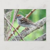 Briefkaart met chipruggengraat (Voorkant)