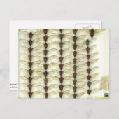 Briefkaart met Cicadas (Voorkant / Achterkant)