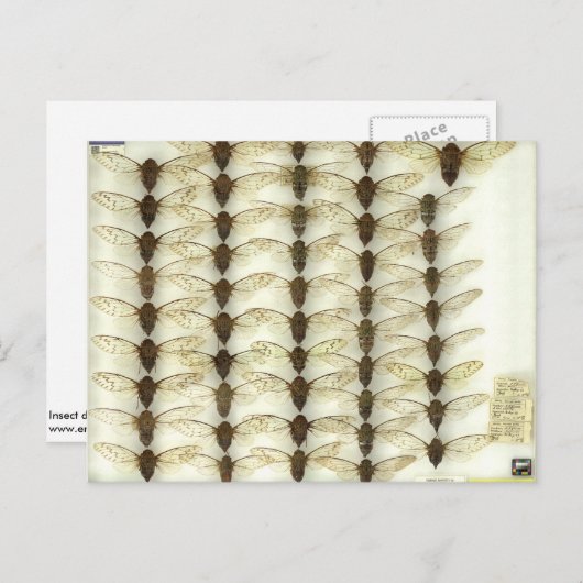 Briefkaart met Cicadas (Voorkant / Achterkant)