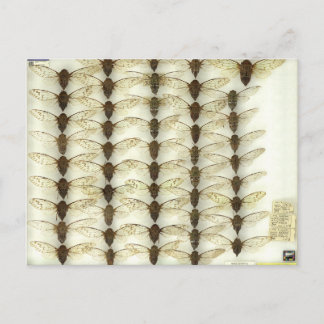 Briefkaart met Cicadas