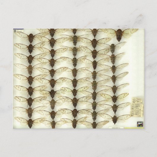 Briefkaart met Cicadas (Voorkant)