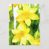 Briefkaart met Daffodils in waterverf (Voorkant)