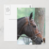 Briefkaart met Dark Bay Horse (Voorkant / Achterkant)