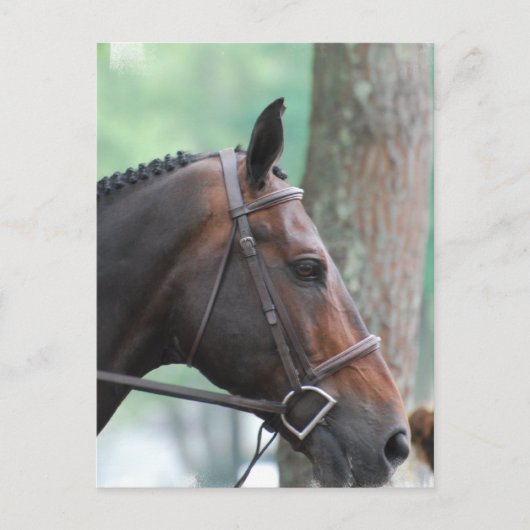 Briefkaart met Dark Bay Horse (Voorkant)