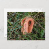 Briefkaart met de code 'Stinkhorn Mushroom' OBX #1 (Voorkant / Achterkant)