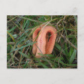 Briefkaart met de code 'Stinkhorn Mushroom' OBX #1 (Voorkant)