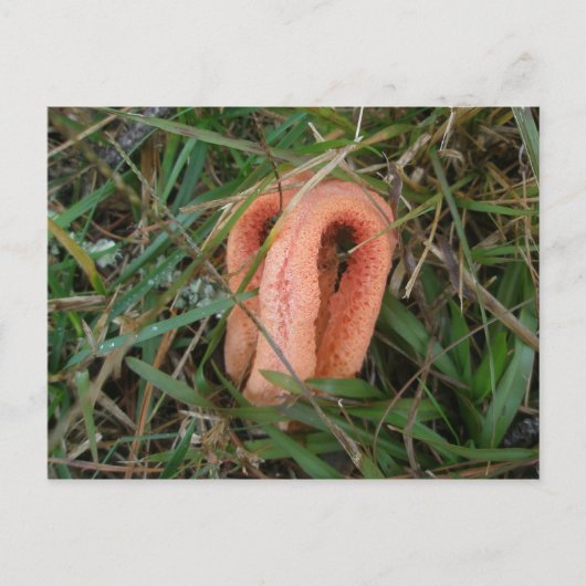 Briefkaart met de code 'Stinkhorn Mushroom' OBX #1 (Voorkant)
